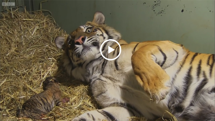 Тигрица родила малыша. Все работники зоопарка были безмерно рады, но через пару минут их ждал сюрприз…