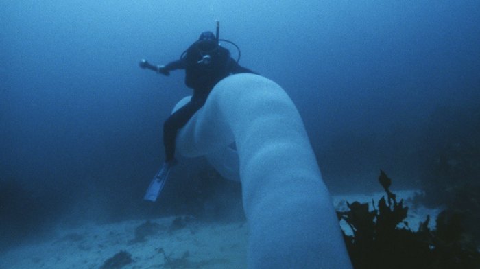 Пиросомы — самые странные существа подводного мира