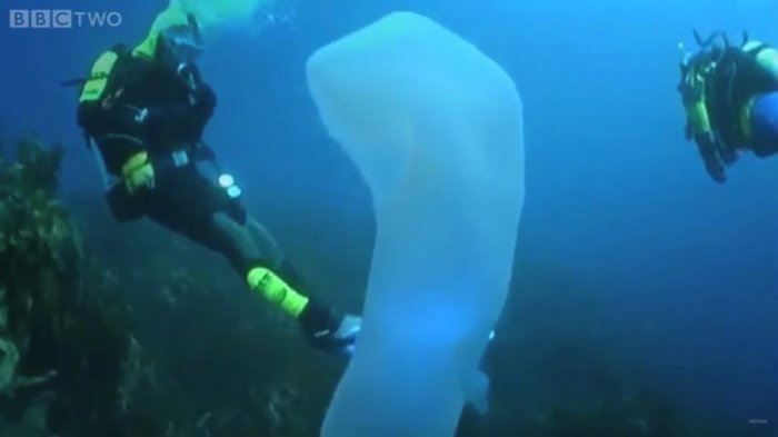 Пиросомы — самые странные существа подводного мира