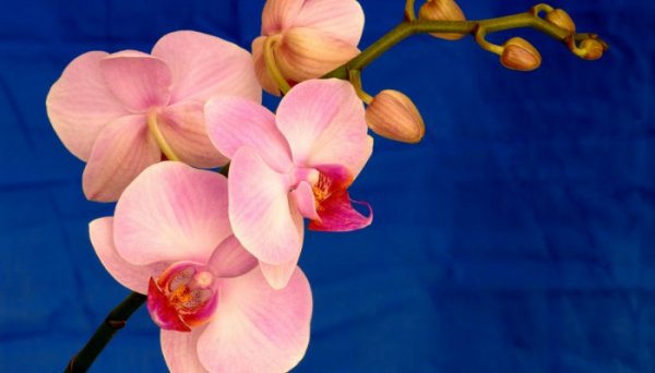 Соблюдай эти 9 правил и твоя орхидея будет цвести круглый год.