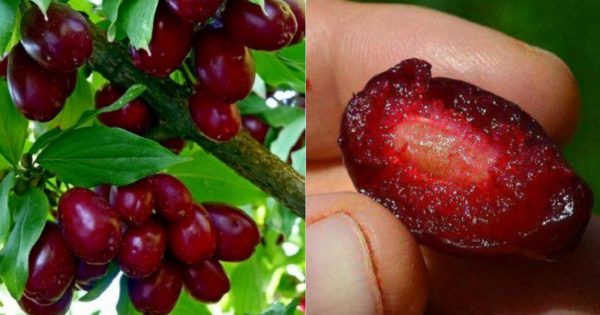 Эти ягоды спасают миллионы людей от самого коварного недуга! Быстрая регенерация тканей организма…
