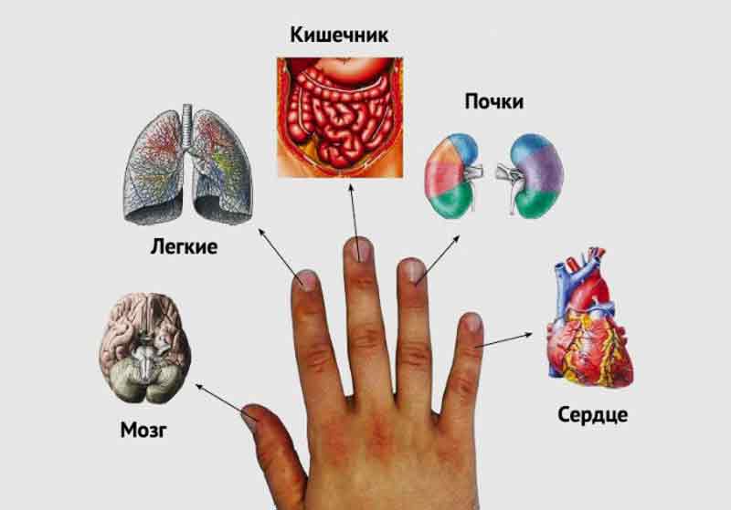 Каждый палец связан с двумя органами: японский метод лечения за 5 минут!
