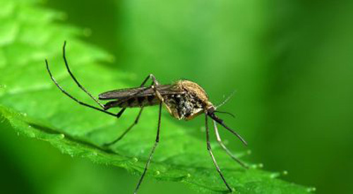 8 запахов, которые заставят комара отказаться от вашей крови