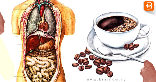Вы пьете кофе по утрам на пустой желудок? Прочтите эту статью!