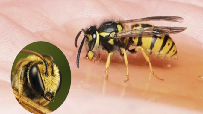 Укусы пчел прописывал своим больным еще Гиппократ… Тяжелые поражения суставов исчезают!