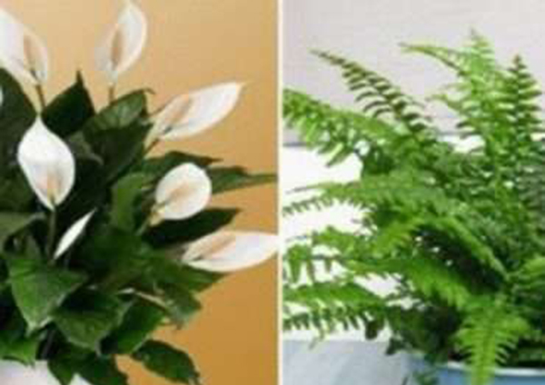 Эти растения смогут устранить влажность в помещении и спасти Вас от аллергии и астмы!